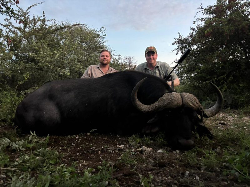 Cape buffalo in daylight