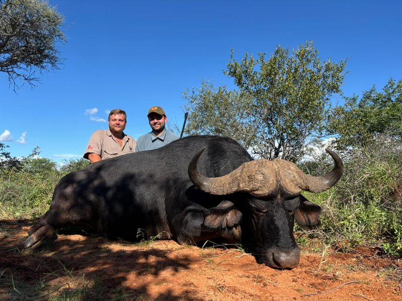 Cape buffalo on red sand with two hunters