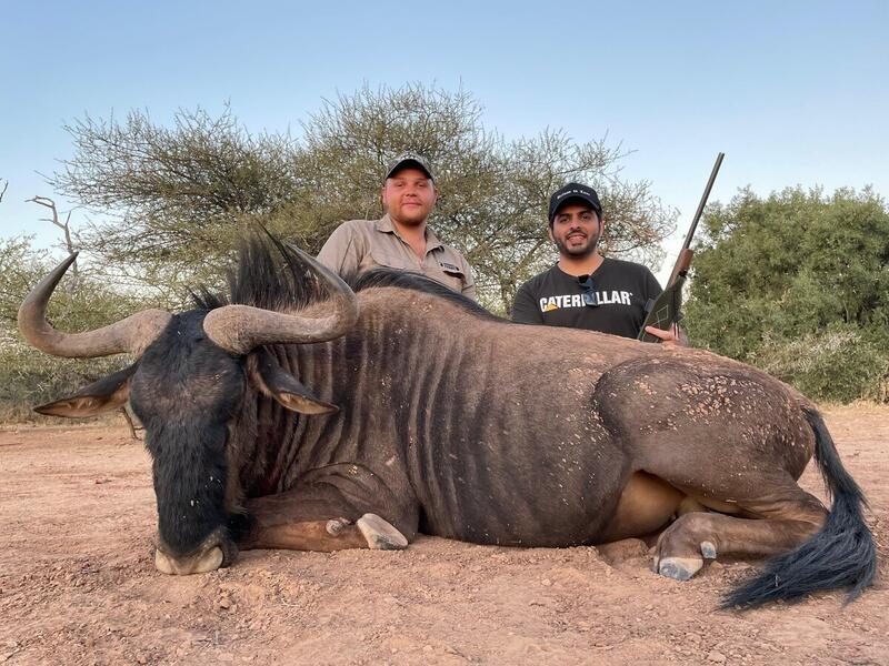 Blue wildebeest