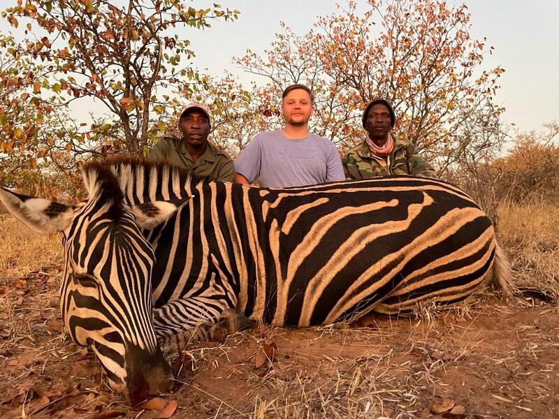 Zebra
